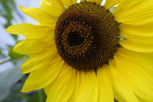 sunflower  flower  summer