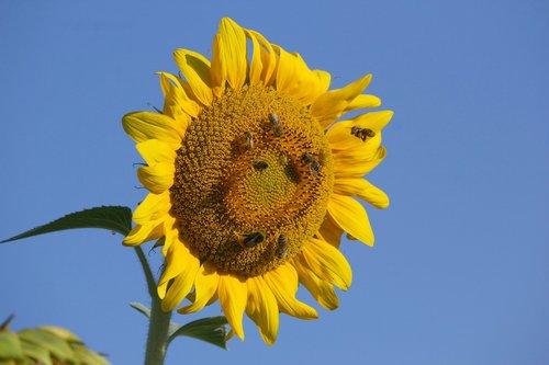 sunflower  bees  insect