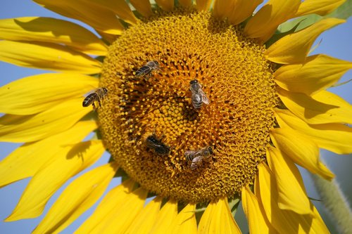 sunflower  bees  close up