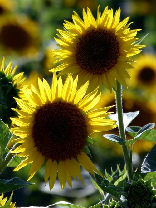 sunflower  sun  summer