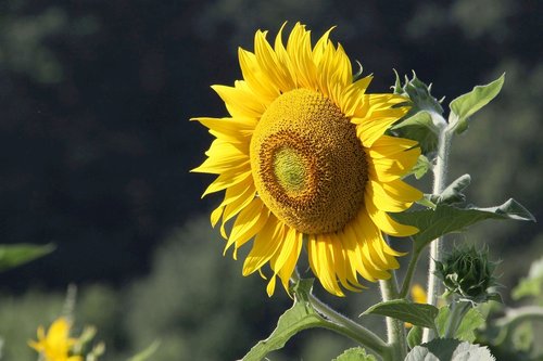 sunflower  bright  close up