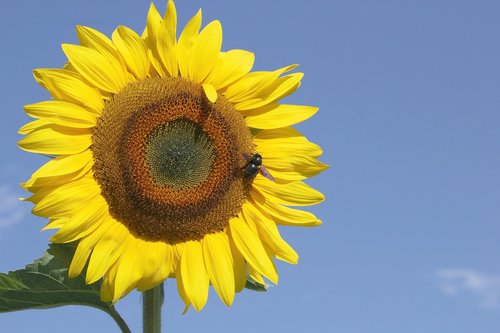 sunflower  bright  insect