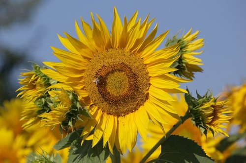 sunflower  flowers  bright