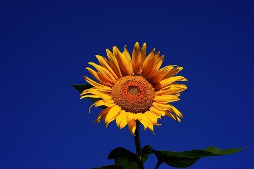 sunflower  garden  yellow