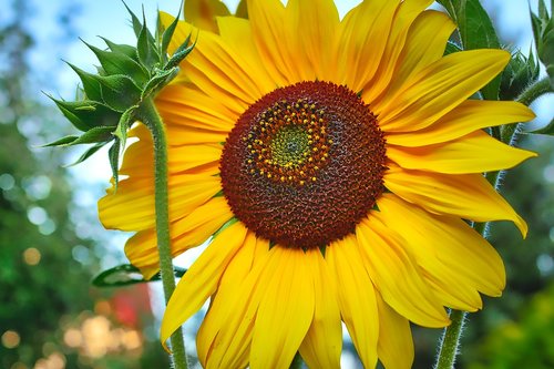 sunflower  bud  summer