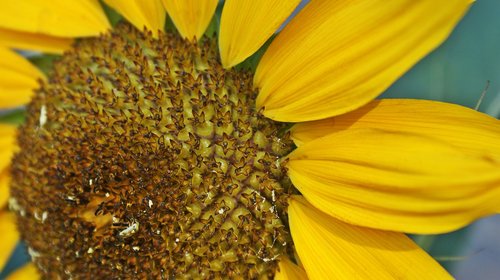 sunflower  detail  seeds
