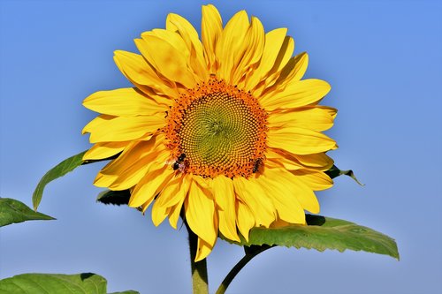 sunflower  flower  petals