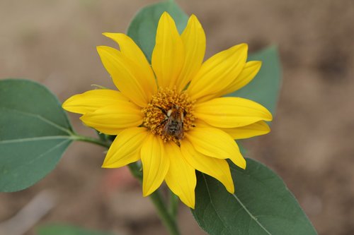 sunflower  flower sun  yellow flower