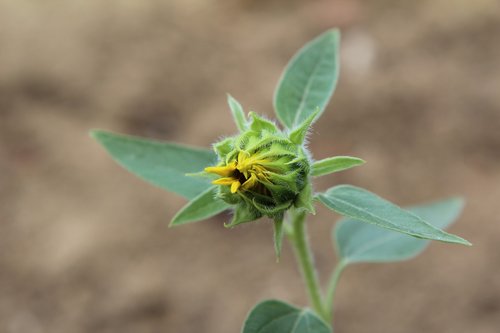 sunflower  sunflower button  flowering