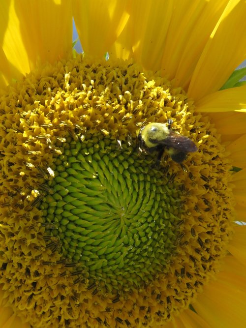 sunflower  bumble bee  flower