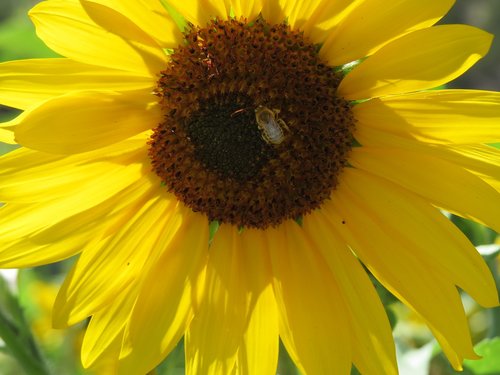 sunflower  bumble bee  flower