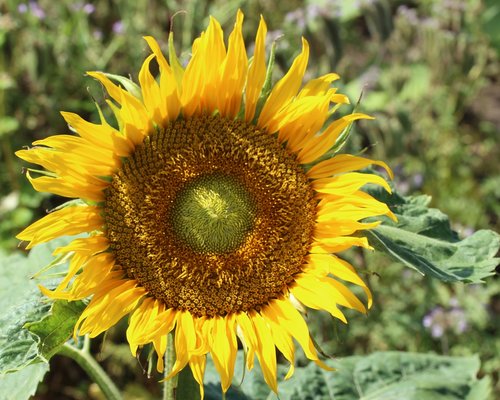 sunflower  close up  bright