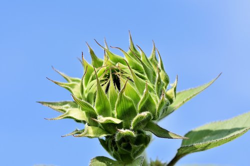 sunflower  bud  flower