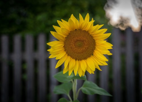 sunflower  flower  yellow green