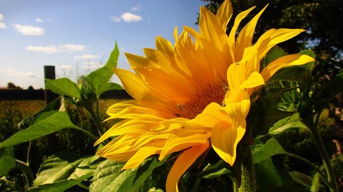 sunflower  yellow  bright