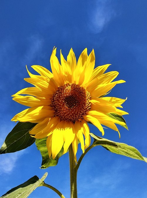 sunflower  sky  beautiful