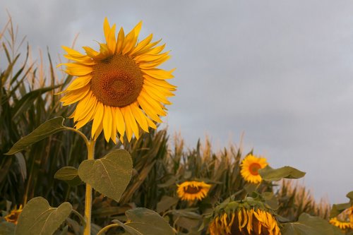 sunflower  helianthus annuus  flower