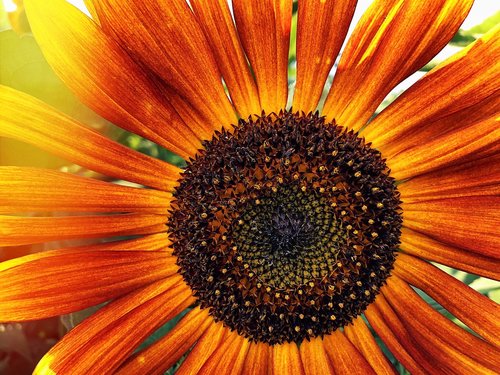 sunflower  flower  helianthus