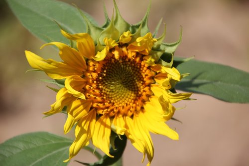 sunflower  flower sun  flowers