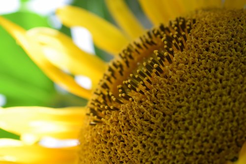 sunflower  flower  yellow