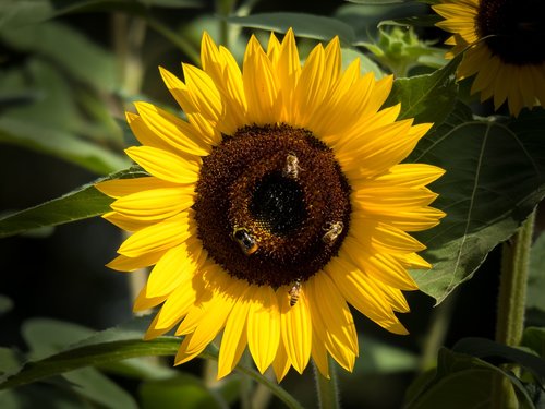 sunflower  insect  pollination