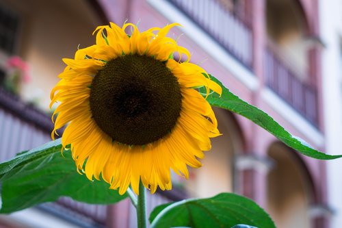 sunflower  flower  yellow