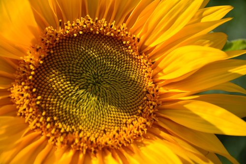 sunflower  macro  yellow