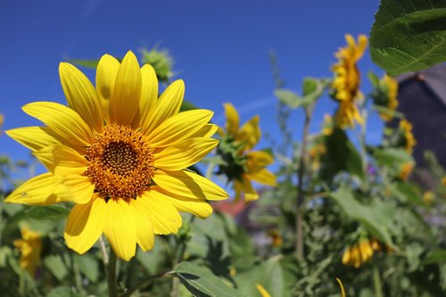 sunflower  summer  sky