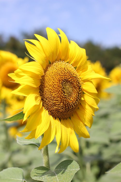 sunflower  flower  bloom