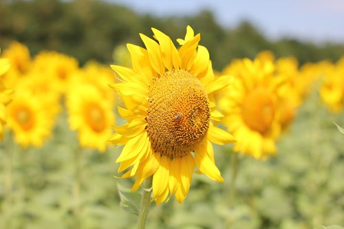 sunflower  flower  bloom