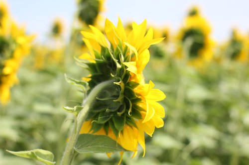 sunflower  flower  bloom