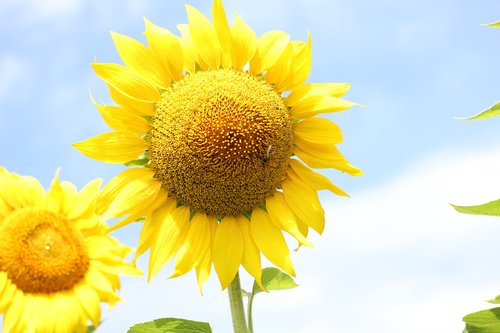 sunflower  flower  bloom