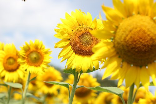 sunflower  flower  bloom