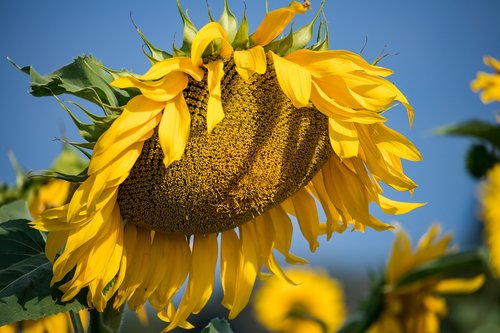 sunflower  plant  summer