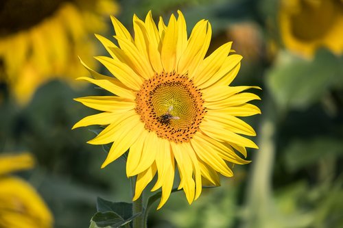 sunflower  plant  summer