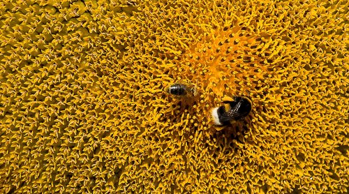 sunflower  plant  blossom