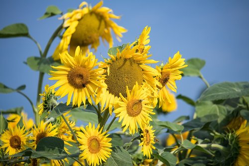 sunflower  plant  sunflower field