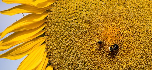 sunflower  plant  blossom