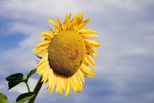 sunflower  plant  blossom