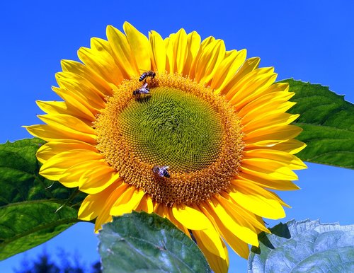 sunflower  bumblebees  flower