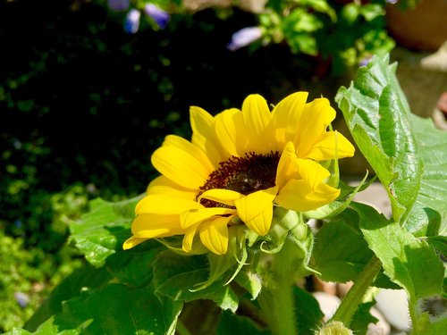 sunflower  flower  yellow