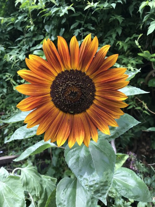 sunflower  flower  garden