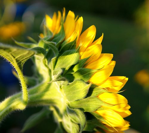 sunflower  yellow  summer