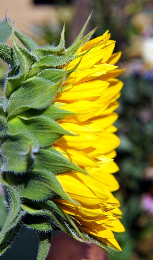 sunflower  yellow  flower