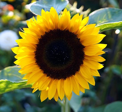 sunflower  yellow  blossom