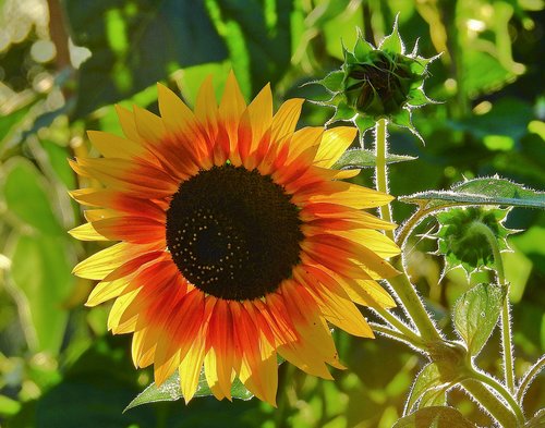 sunflower  flower  yellow