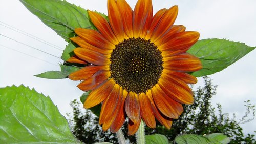 sunflower  sky  summer