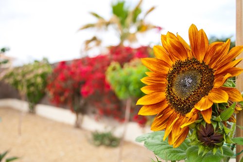 sunflower  nature  summer