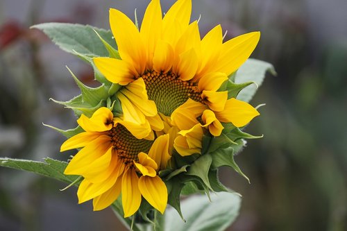 sunflower  wild  yellow