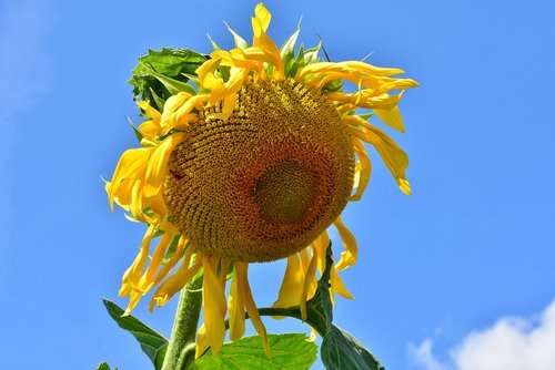 sunflower  faded  nature